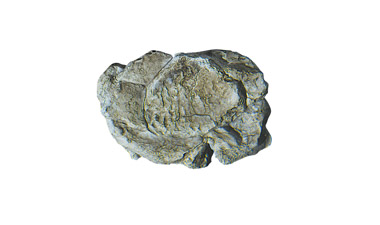 C1237