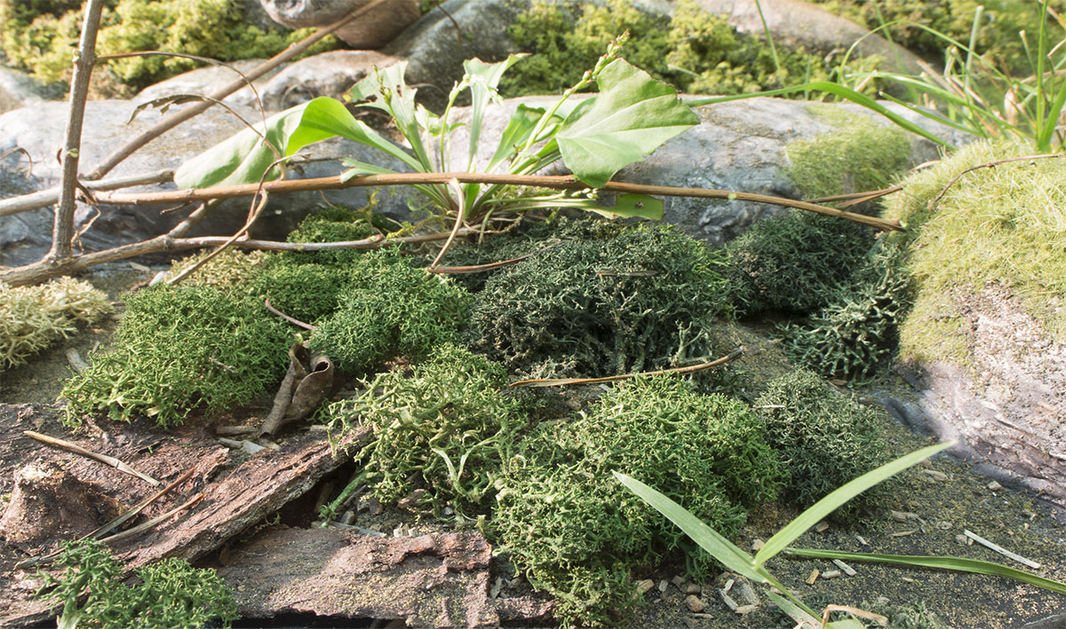 Spring Mix Lichen