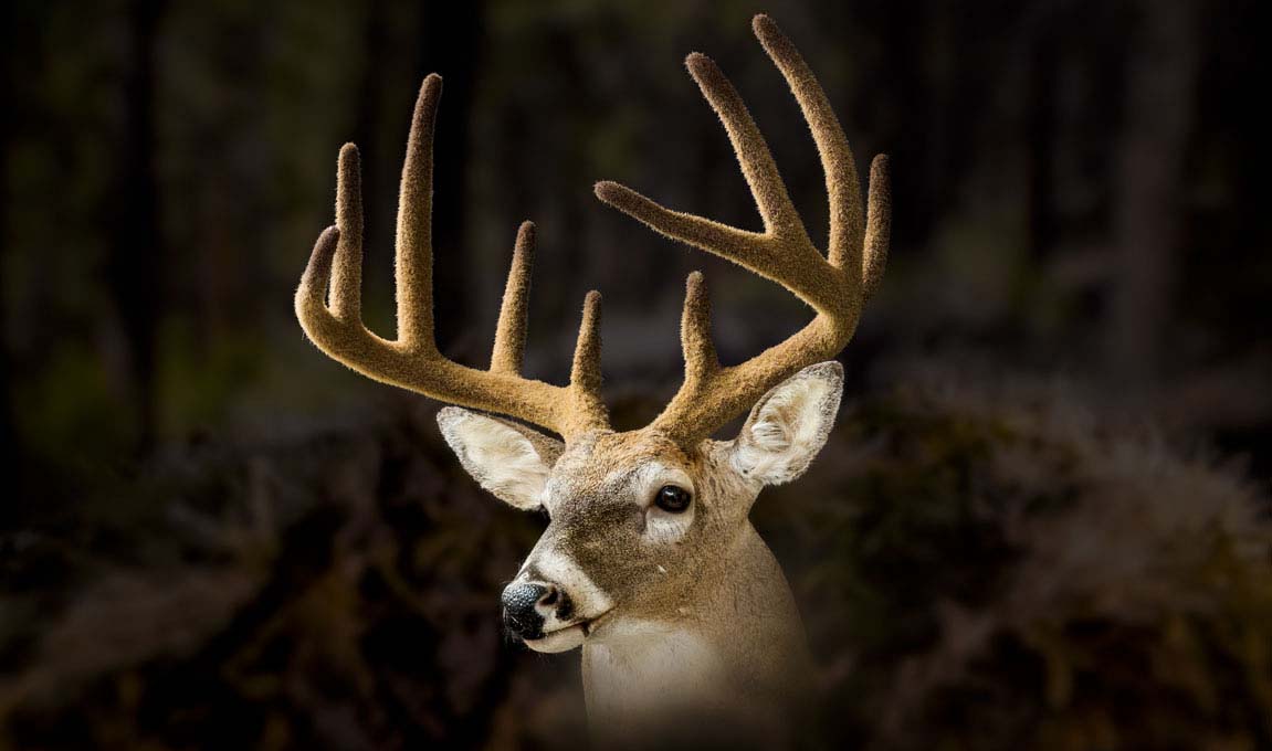 Taxidermy-Fiber-Antler-Velvet