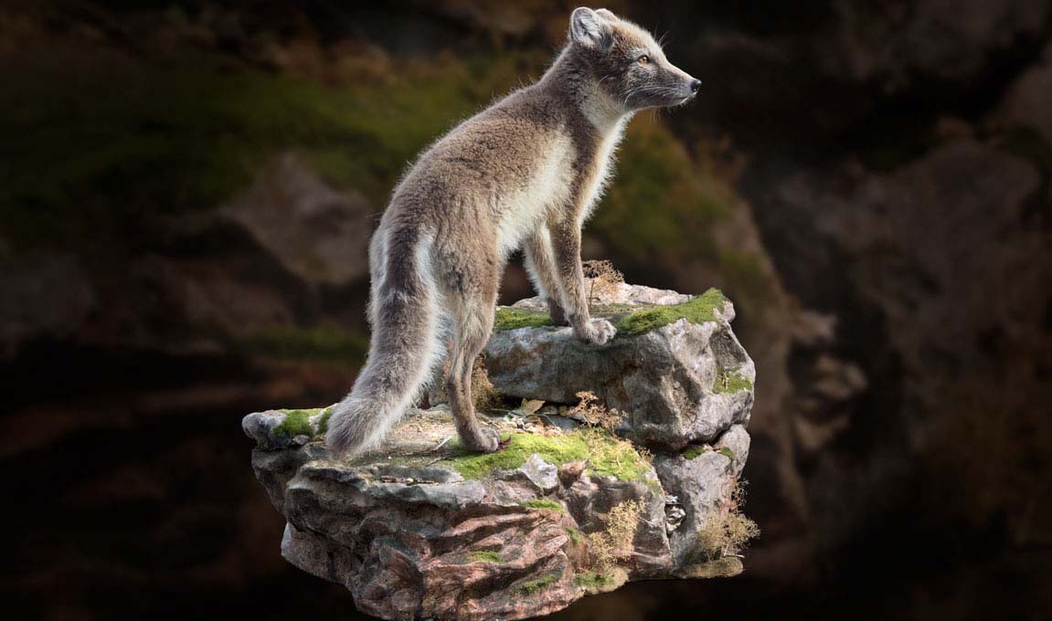 Taxidermy Habitat