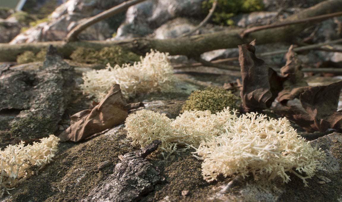 Taxidermy-Lichen-Habitat