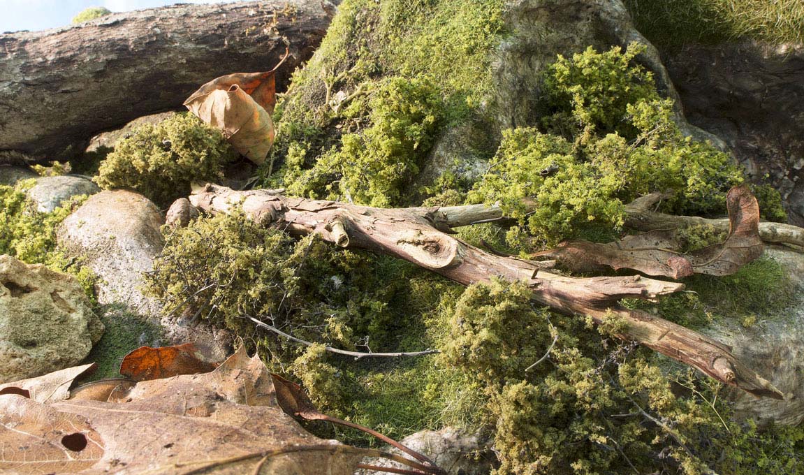 Taxidermy-Low-Growth-Habitat