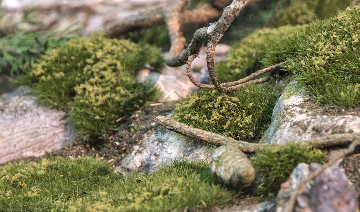 Taxidermy-Plant-Details-Habitat
