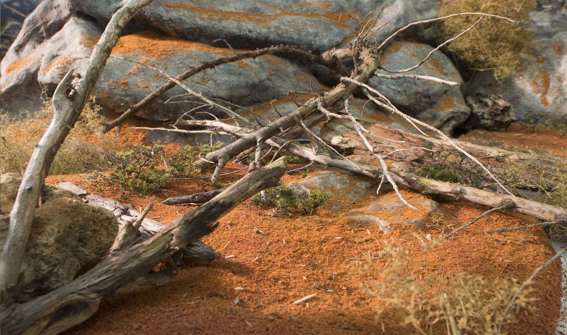 Taxidermy-Soil-Dirt-Habitat.jpg