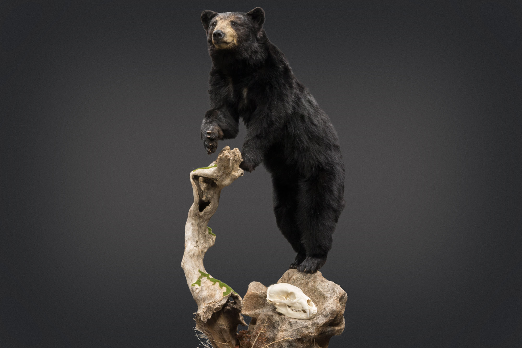Taxidermy Nature Fibers on a Bear Habitat
