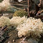 Lichen