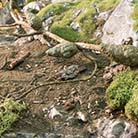 Nature's Floor™