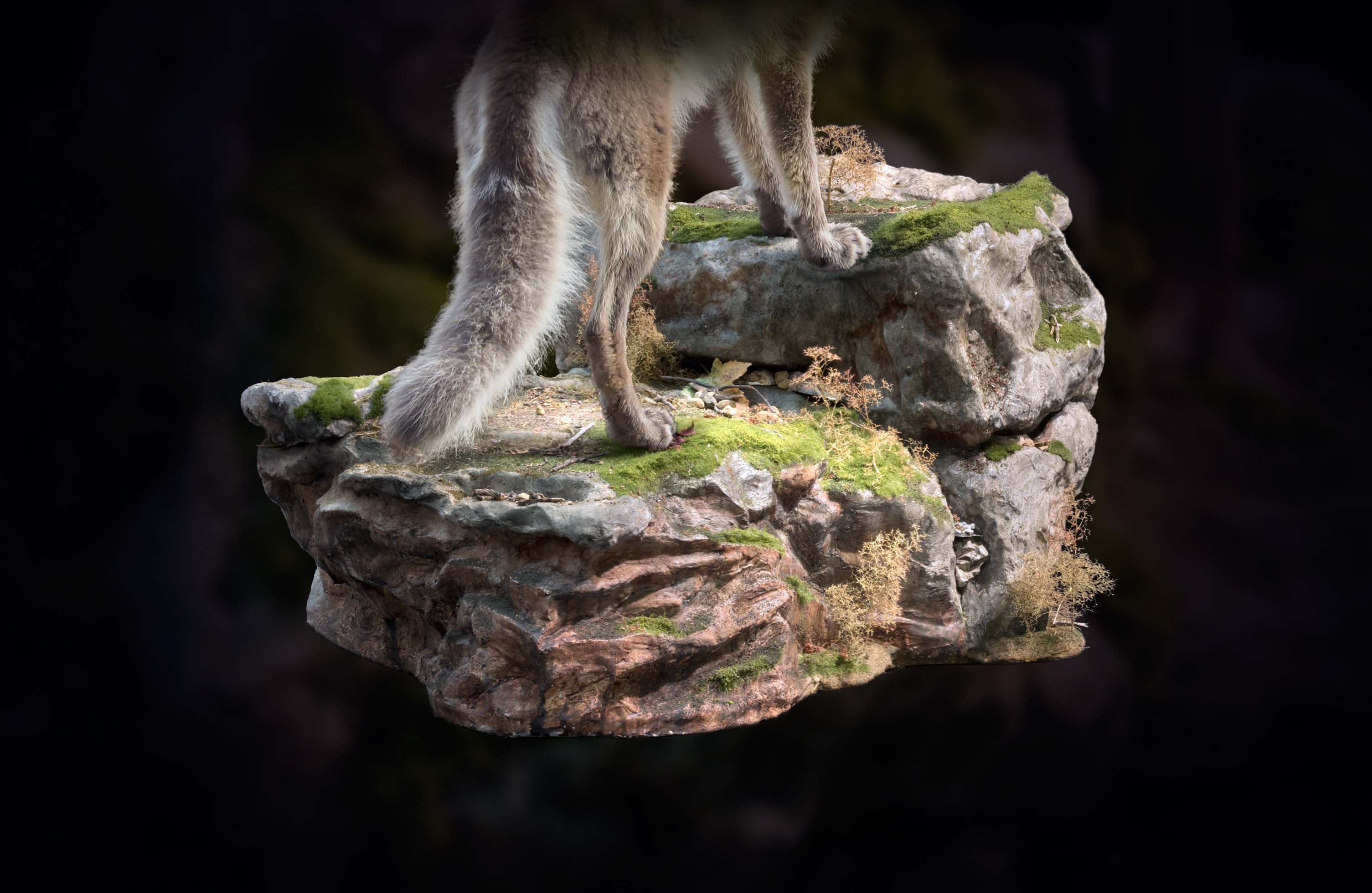 Taxidermy Habitat Natures Terrain